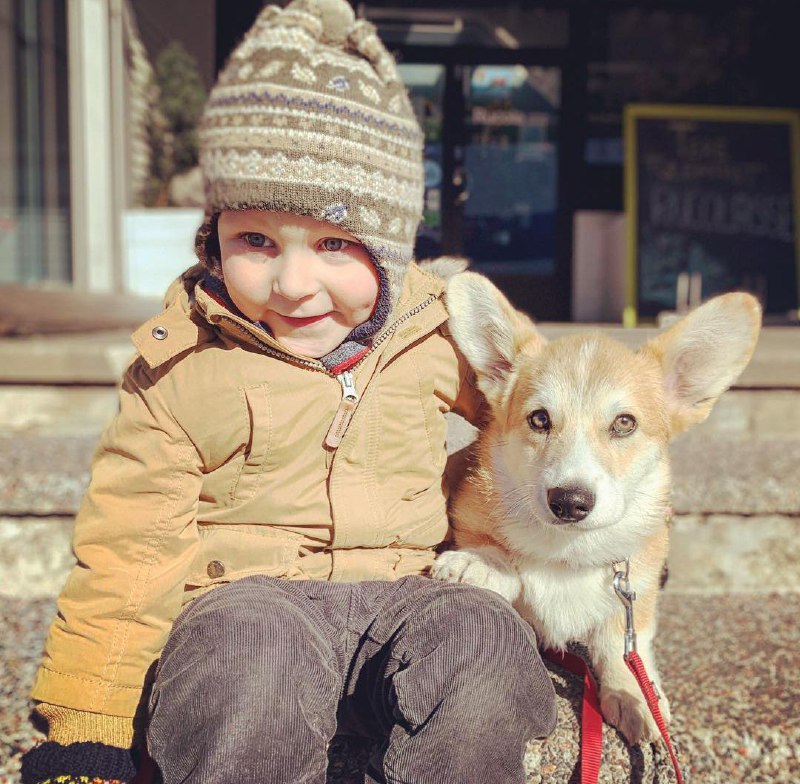 15 Reasons Why You Should Never Own Corgis 8