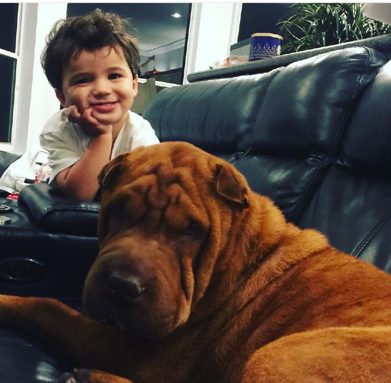 15 Reasons Why You Should Never Own Shar Pei 8