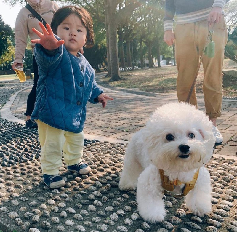 15 Reasons Why You Should Never Own Bichon Frises 10