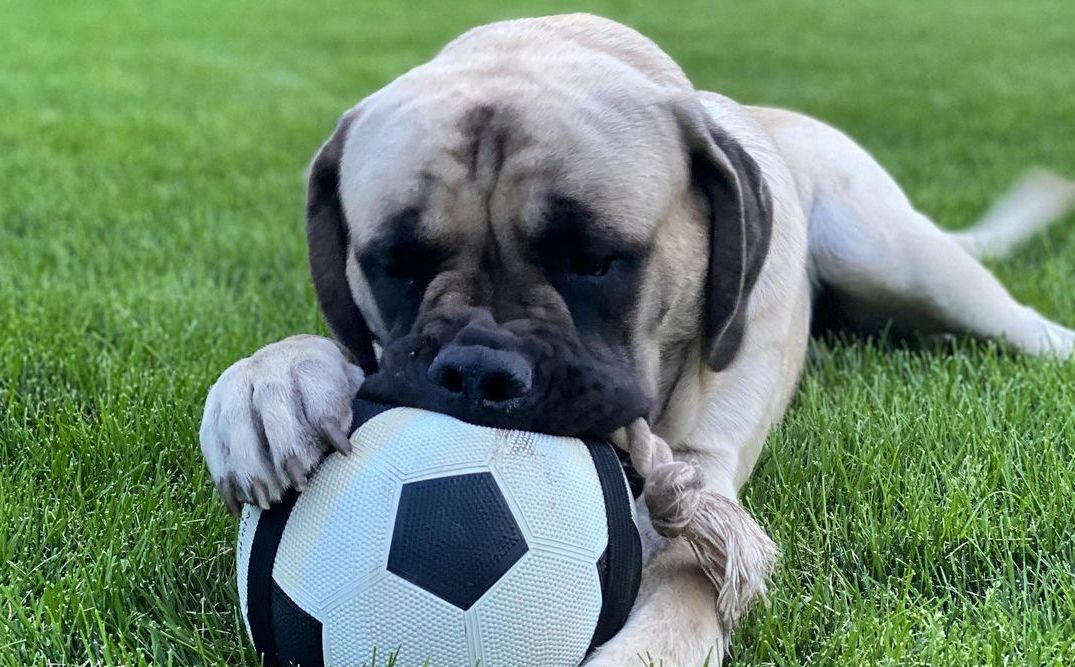 15 Cool Facts About Old English Mastiffs