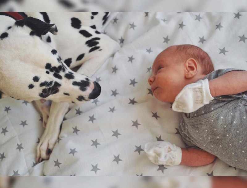 15 Reasons Why You Should Never Own Dalmatians 10