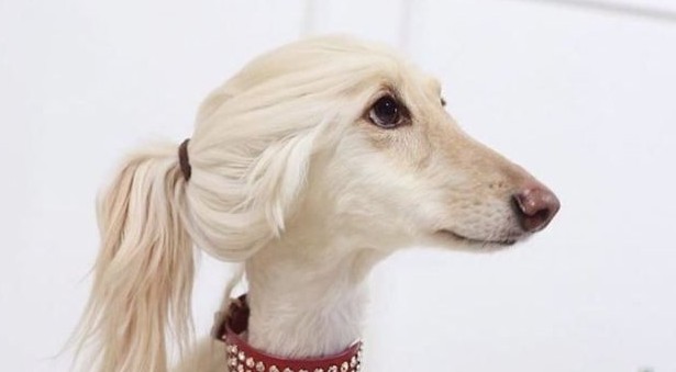 16 Amazing Facts About Afghan Hounds You Probably Never Knew