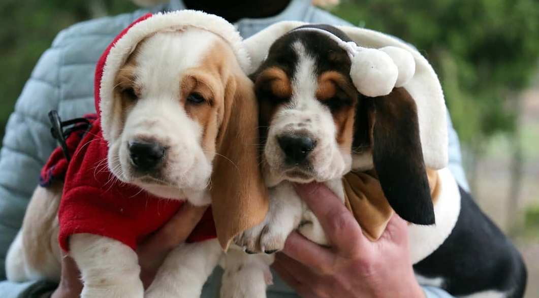 15 Cool Facts About Basset Hounds