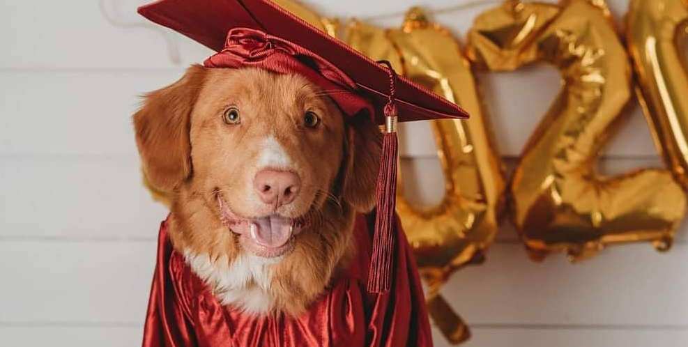 15 Interesting Facts About Nova Scotia Duck Tolling Retrievers