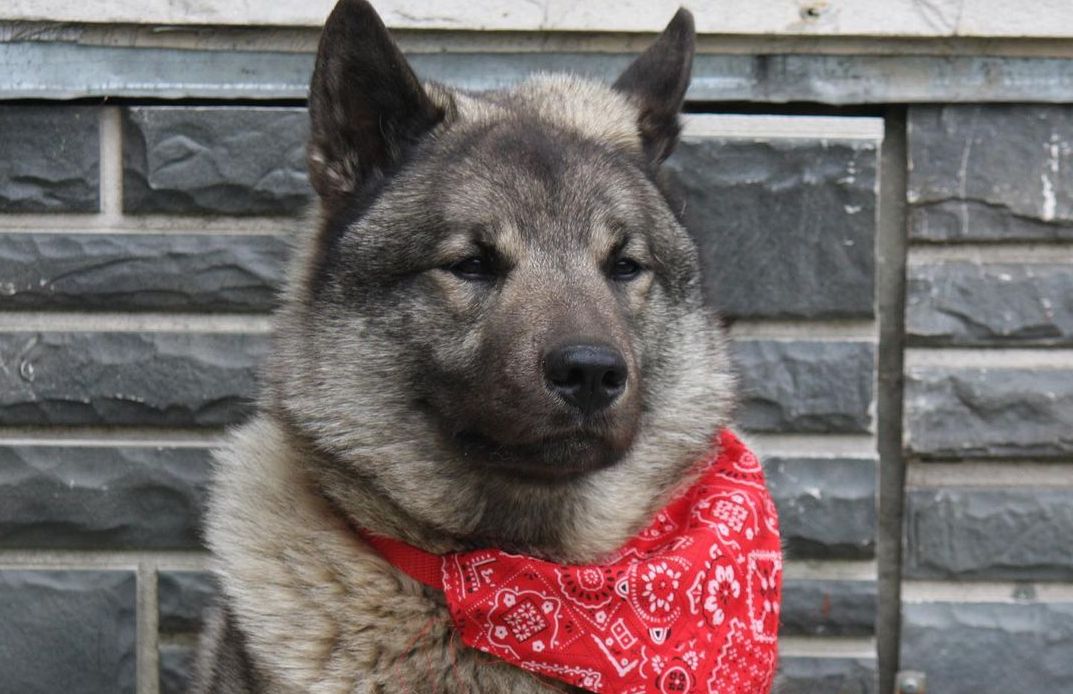 15 Amazing Facts About Norwegian Elkhounds You Probably Never Knew