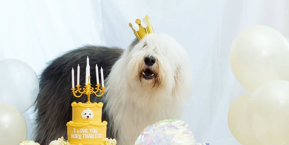 15 Interesting Facts About Old English Sheepdogs