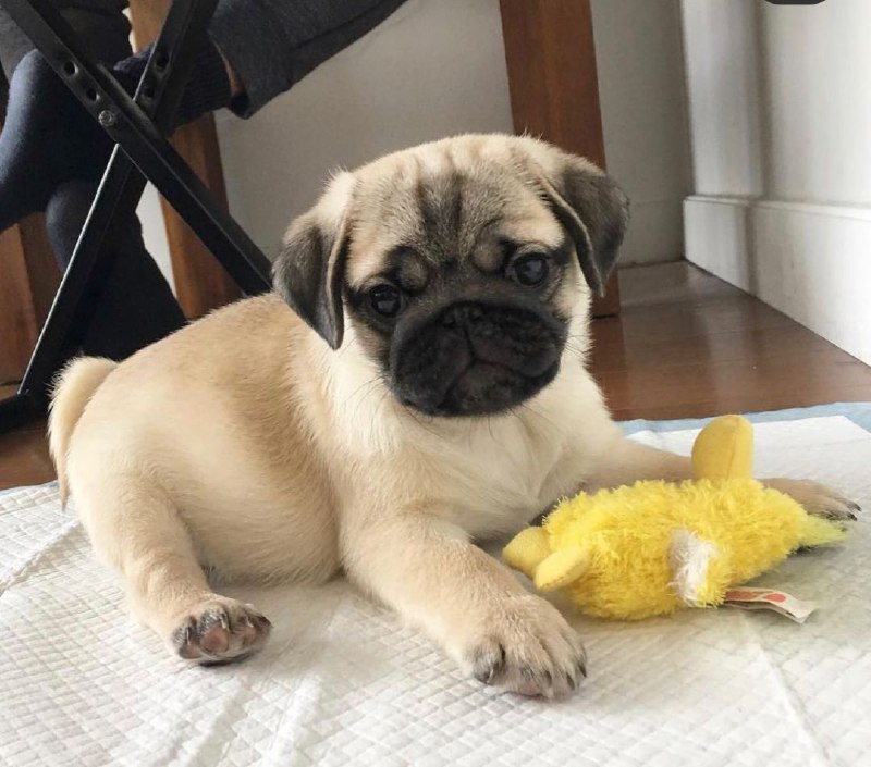 15 Reasons Why You Should Never Own Pugs 9