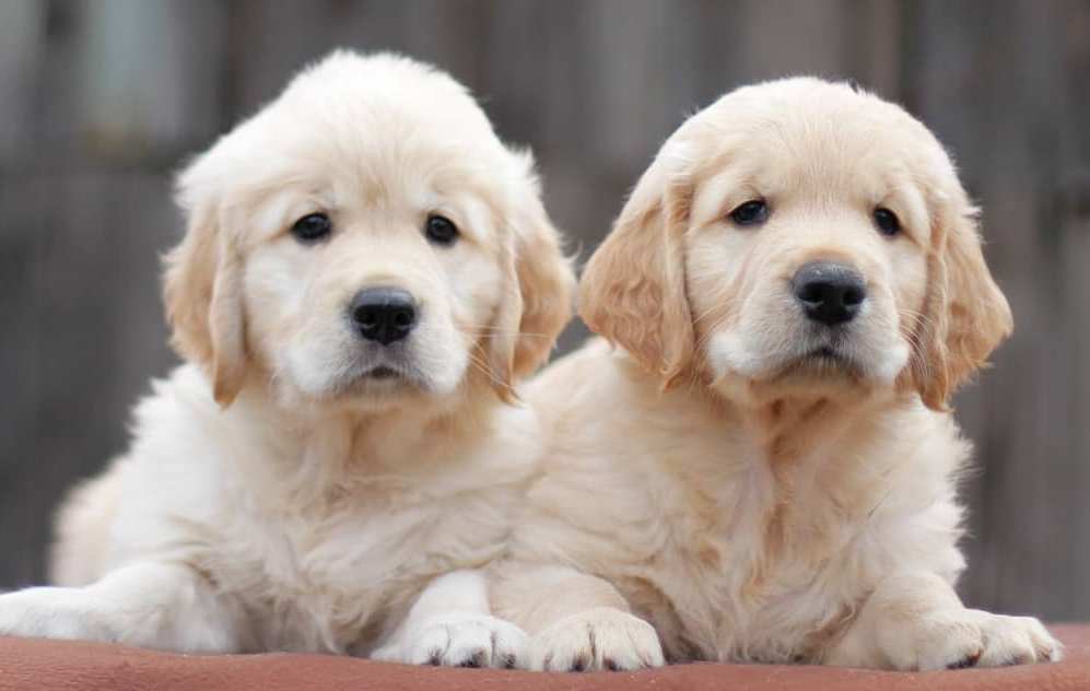15 Amazing Facts About Golden Retrievers You Probably Never Knew