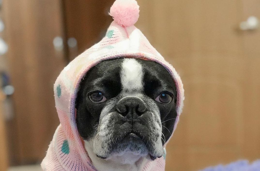 16 Interesting Facts About Boston Terriers