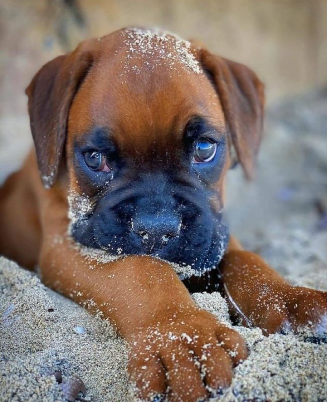 15 Reasons Why You Should Never Own Boxers 11 15 Reasons Why You Should Never Own Boxers 11