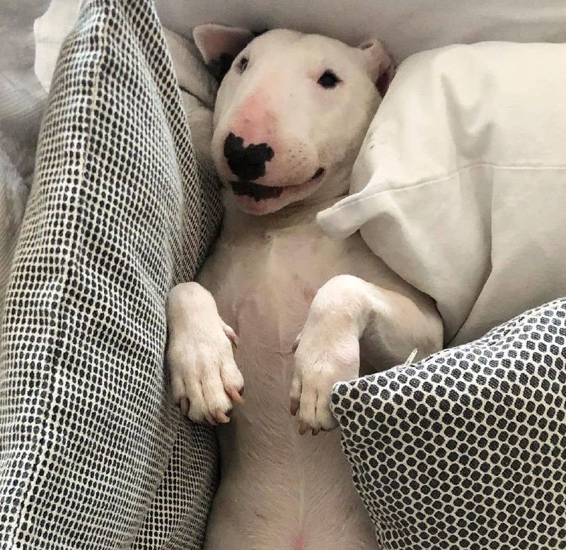 15 Reasons Why You Should Never Own Bull Terriers 9