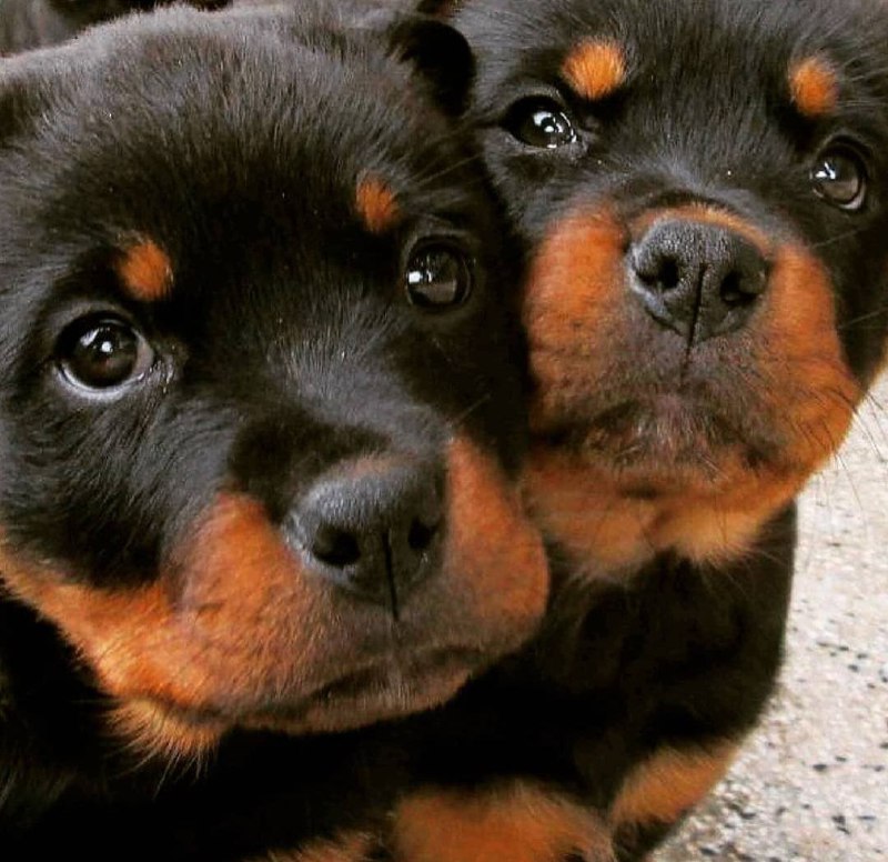 15 Reasons Why You Should Never Own Rottweiler 9