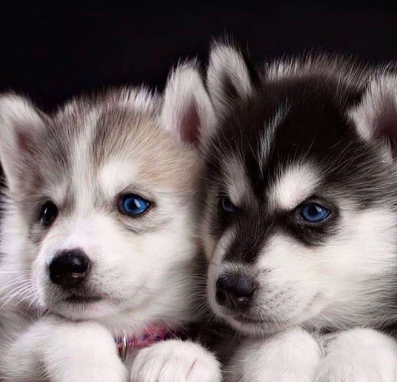 15 Reasons Why You Should Never Own Siberian Huskys 9