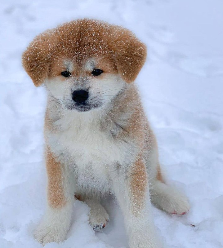 15 Reasons Why You Should Never Own Akita Inu 9
