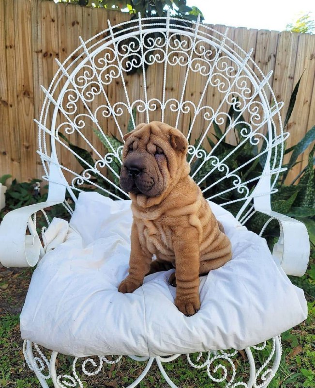 15 Reasons Why You Should Never Own Shar Pei 9