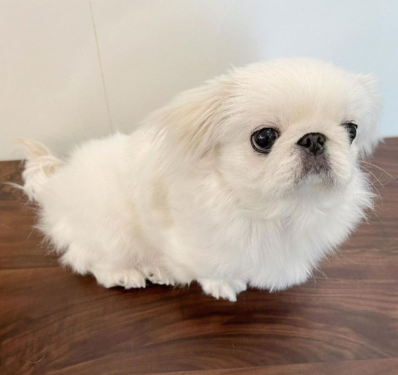 15 Reasons Why You Should Never Own Pekingese 9