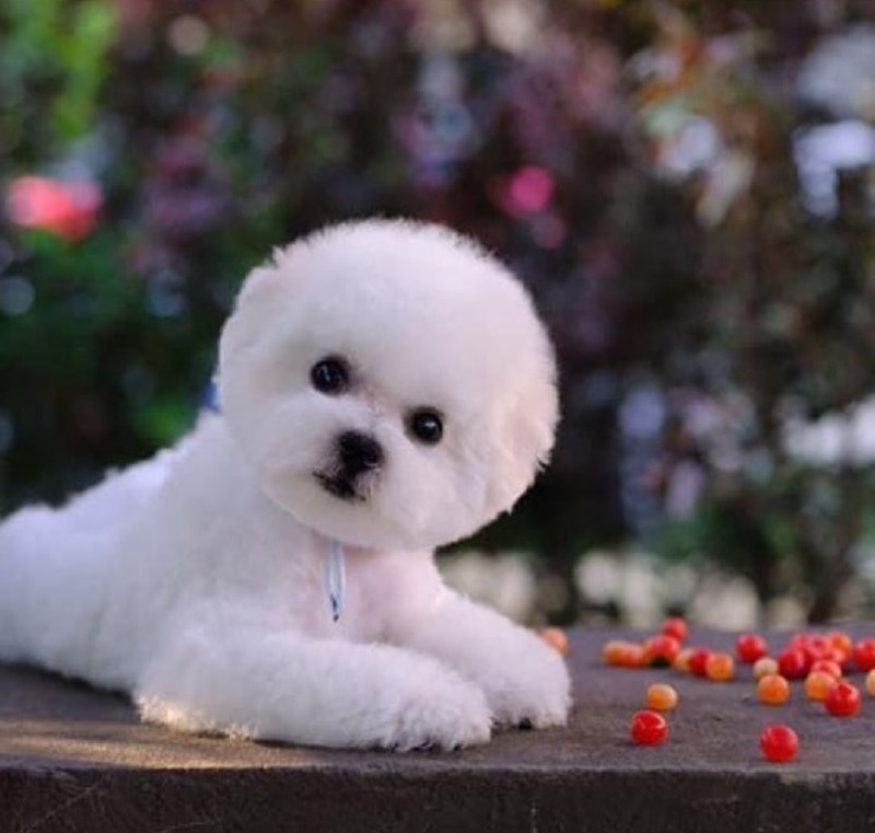 15 Reasons Why You Should Never Own Bichon Frises 11 15 Reasons Why You Should Never Own Bichon Frises 11