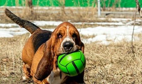 15 Amazing Facts About Basset Hounds You Probably Never Knew