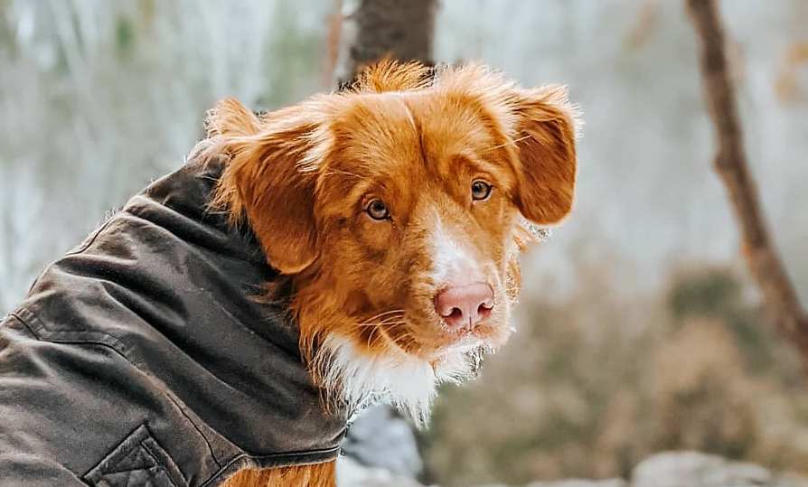 15 Amazing Facts About Nova Scotia Duck Tolling Retrievers You Probably Never Knew