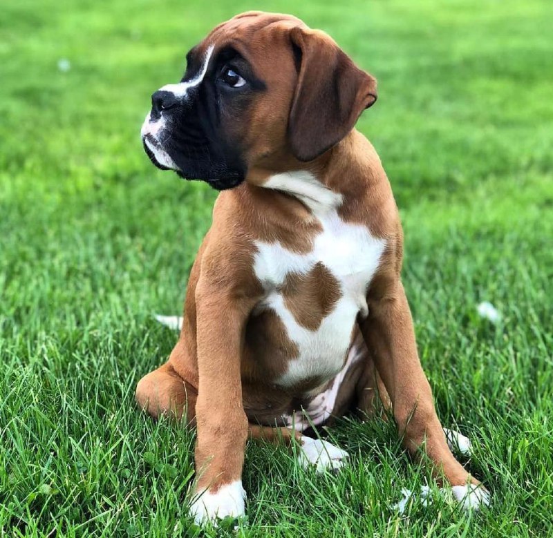 15 Reasons Why You Should Never Own Boxers 9