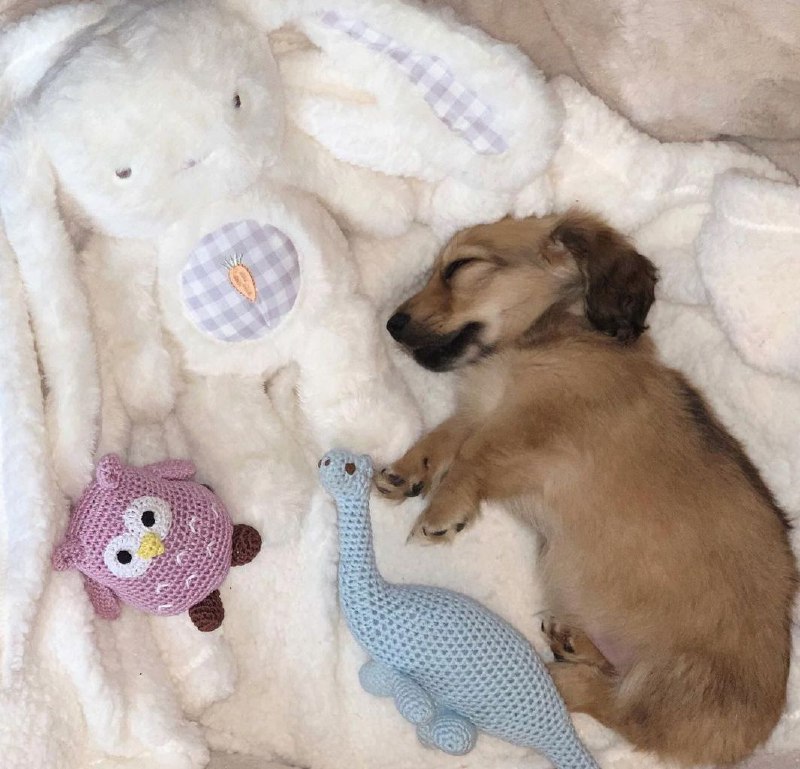 15 Reasons Why You Should Never Own Dachshunds 9
