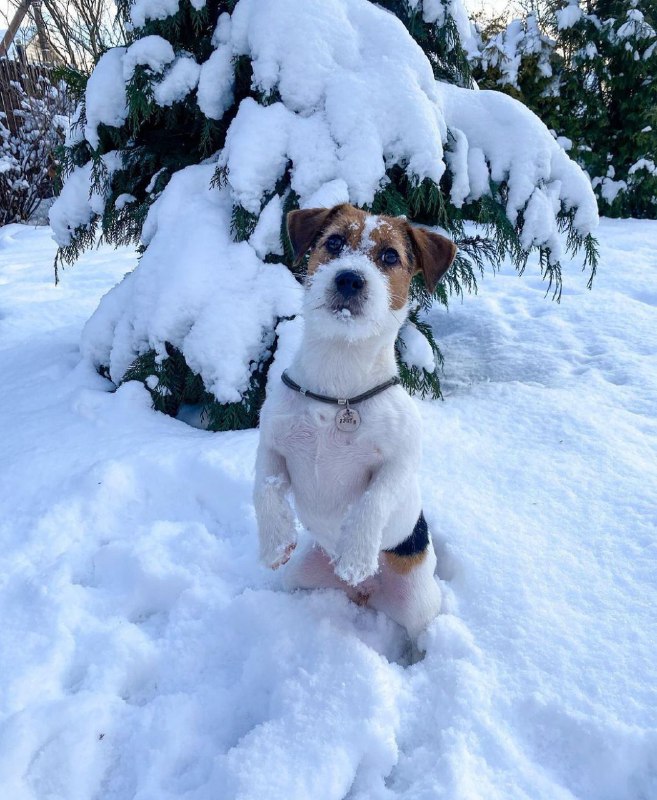 15 Reasons Why You Should Never Own Jack Russells 9