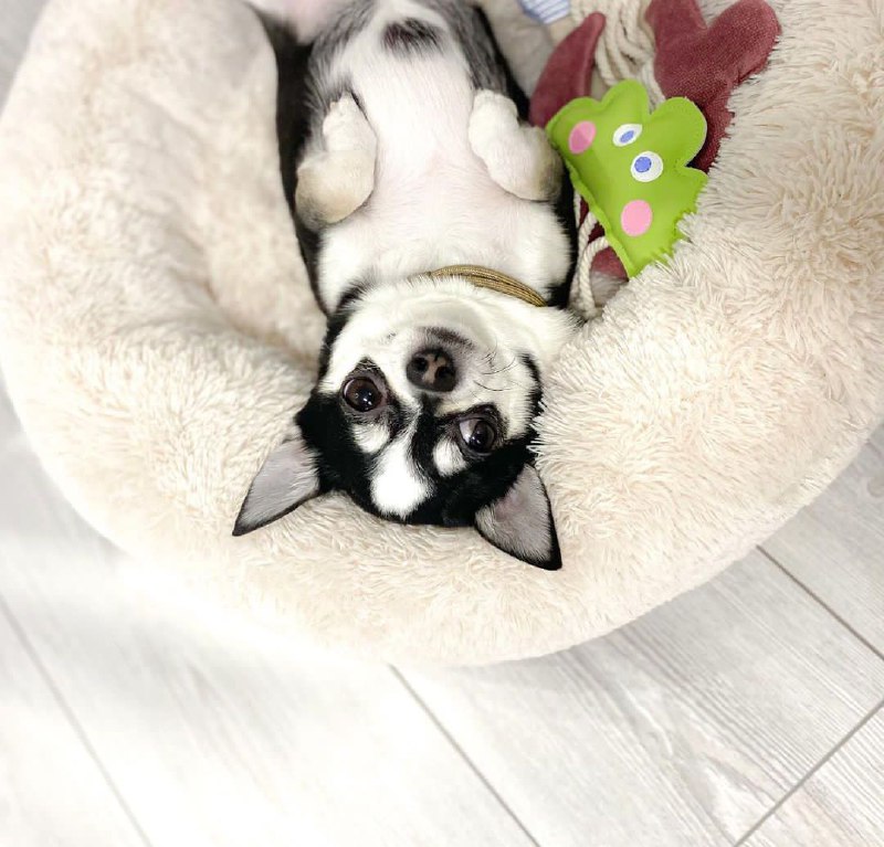 15 Reasons Why You Should Never Own Chihuahuas 9