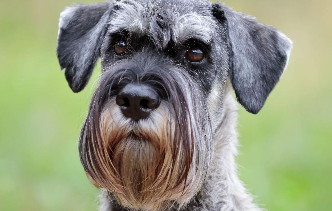 15 Amazing Facts About Schnauzers You Probably Never Knew