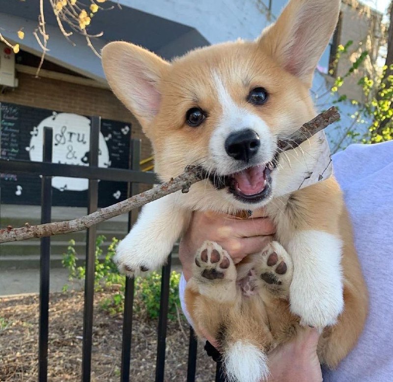 15 Reasons Why You Should Never Own Corgis 9