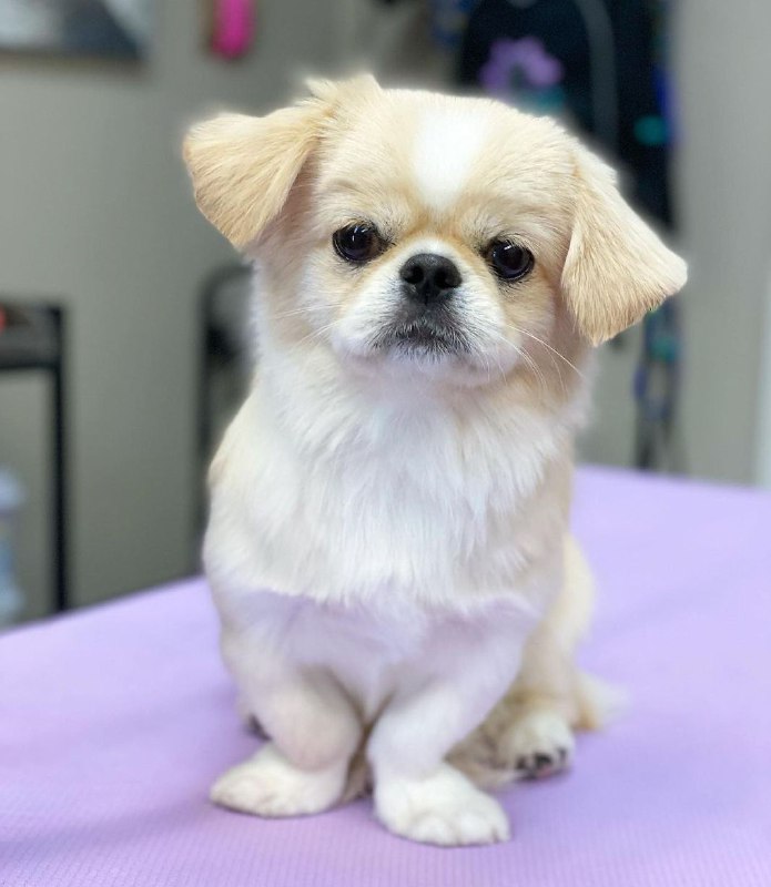 15 Reasons Why You Should Never Own Pekingese 9