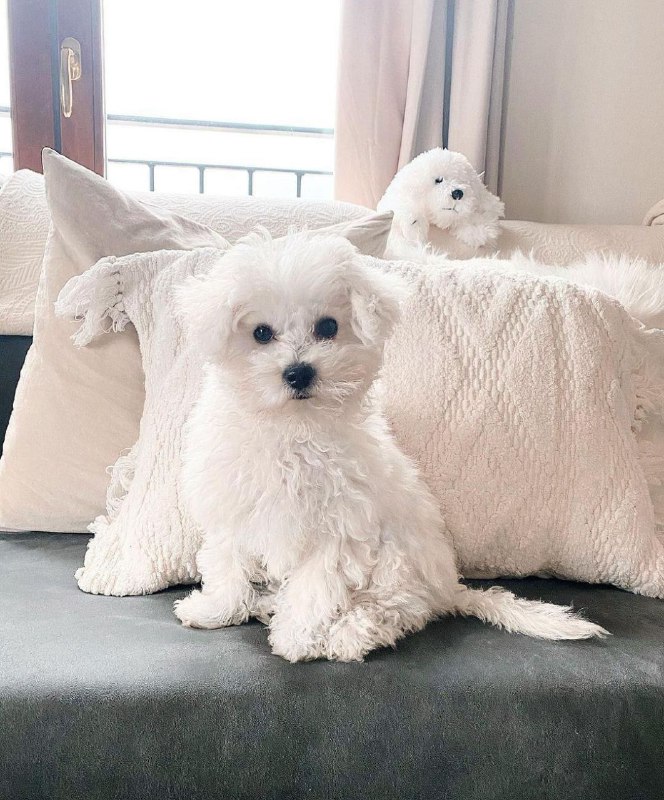 15 Reasons Why You Should Never Own Bichon Frises 9