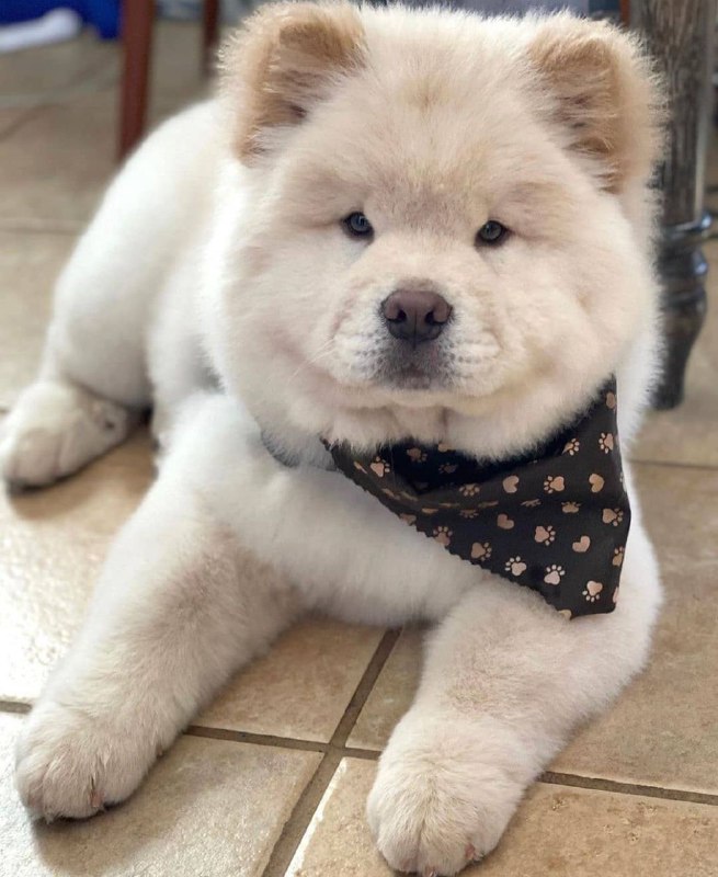 15 Reasons Why You Should Never Chow Chow 9