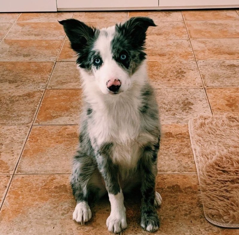 15 Reasons Why You Should Never Border Collies 9
