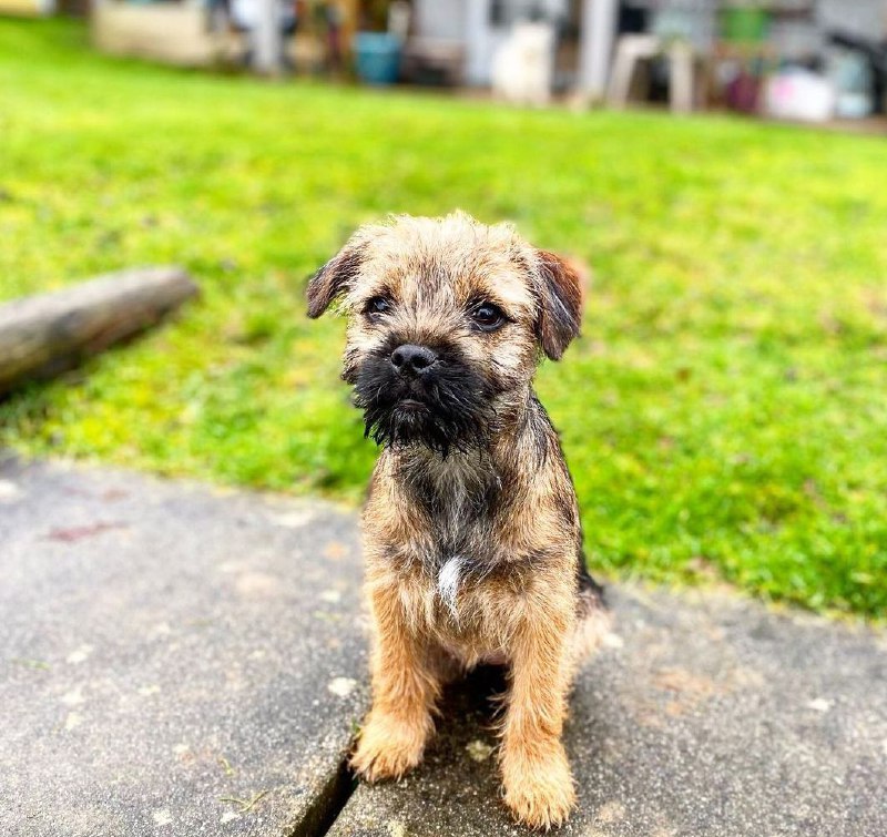 15 Reasons Why You Should Never Own Border Terriers 7