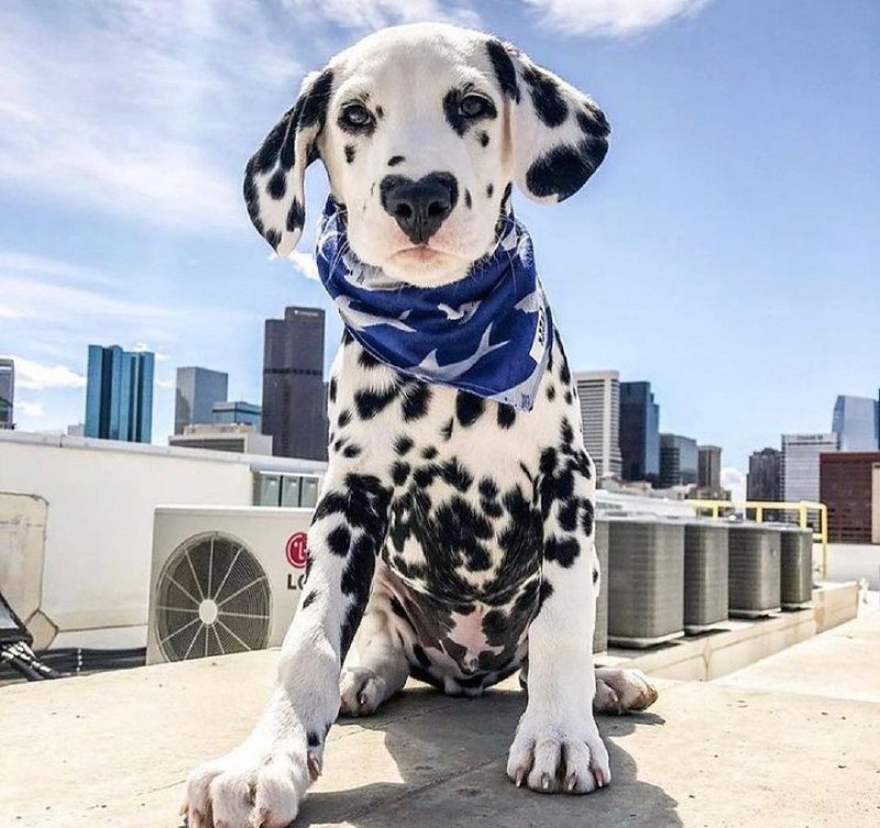 15 Reasons Why You Should Never Own Dalmatians 7