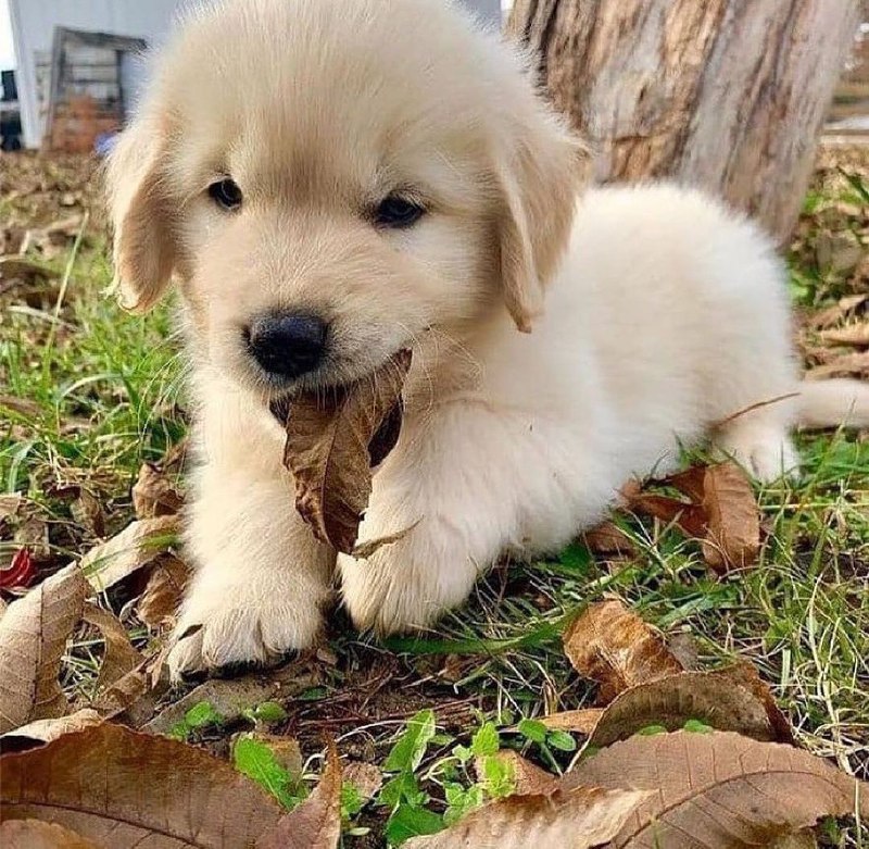 15 Reasons Why You Should Never Own Golden Retrievers 9