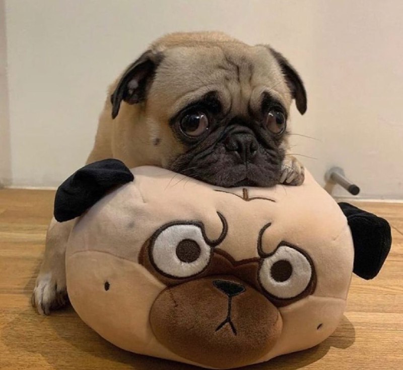 15 Reasons Why You Should Never Own Pugs 9