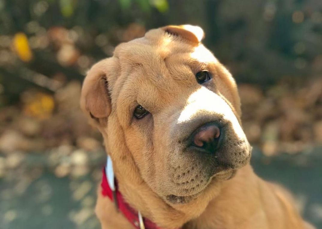 16 Amazing Facts About Shar-Peis You Probably Never Knew