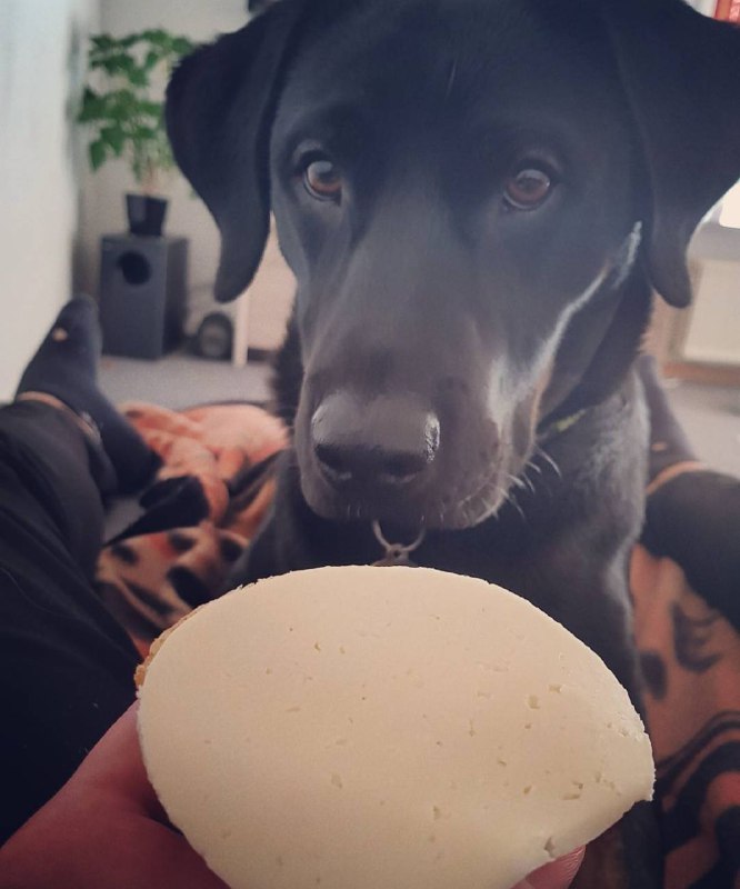 15 Reasons Why You Should Never Own Labradors 10