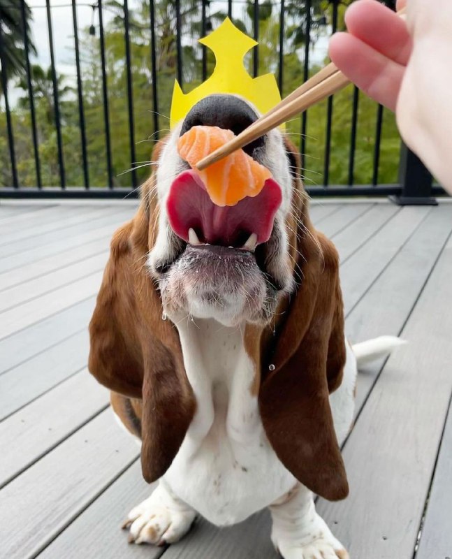 15 Reasons Why You Should Never Own Basset Hounds 10