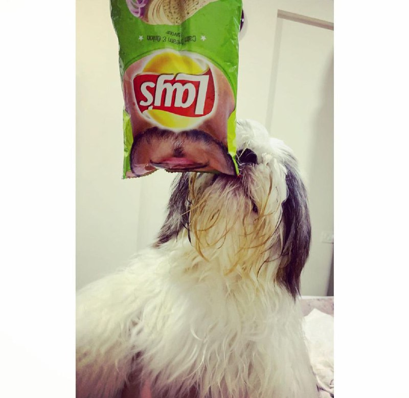 15 Reasons Why You Should Never Own Shih Tzus 10