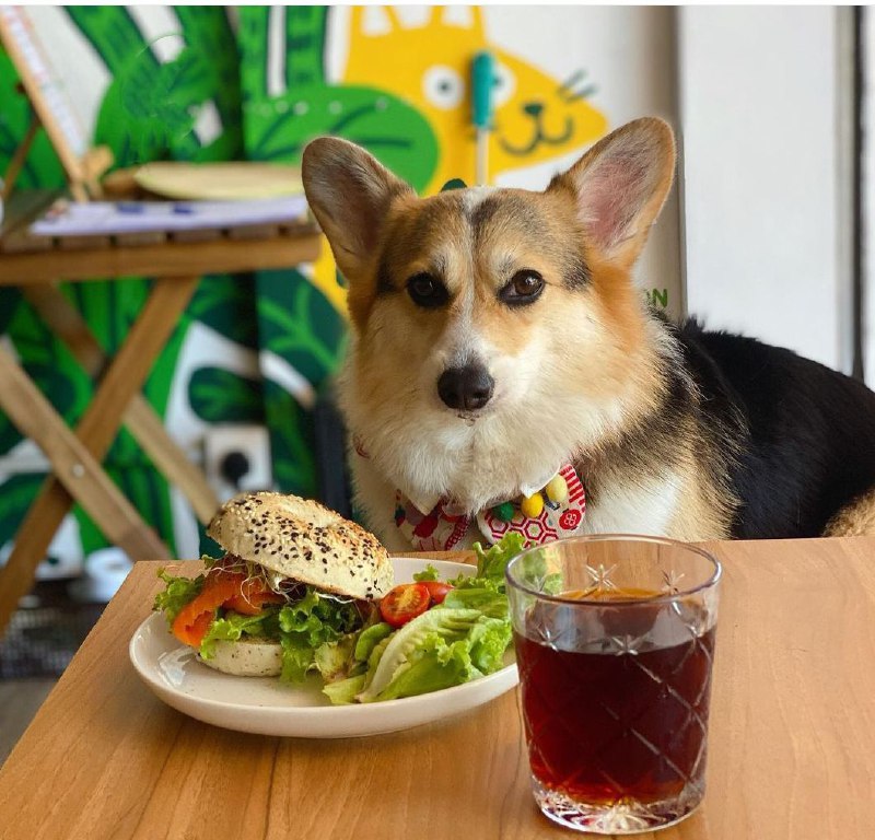 15 Reasons Why You Should Never Own Corgis 10