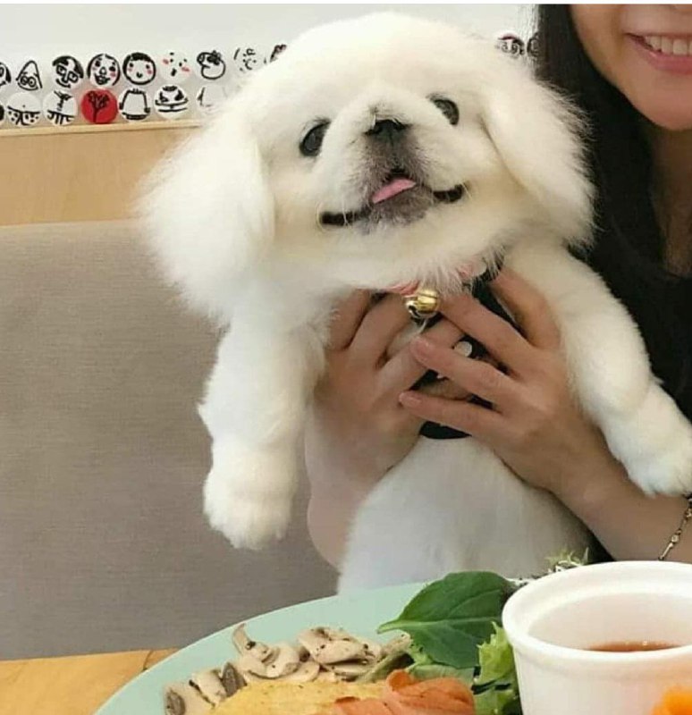 15 Reasons Why You Should Never Own Pekingese 10