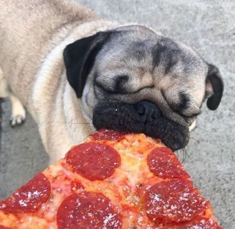 15 Reasons Why You Should Never Own Pugs 10