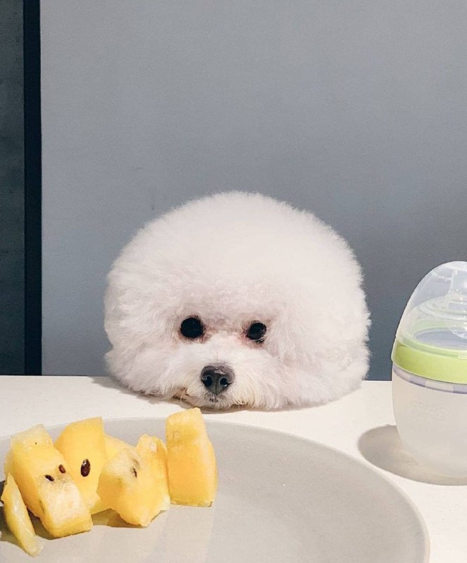 15 Reasons Why You Should Never Own Bichon Frises 10