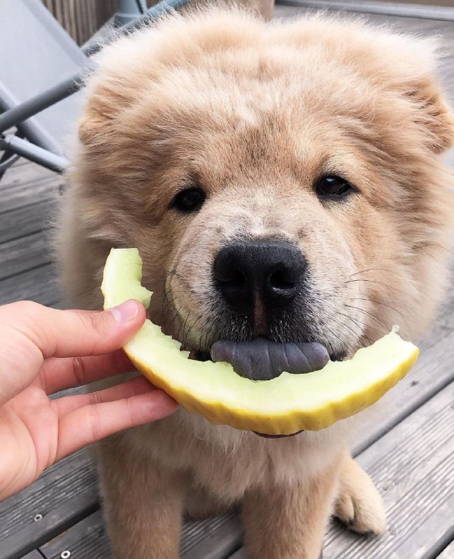 15 Reasons Why You Should Never Chow Chow 10