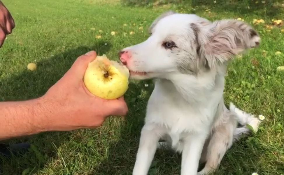 15 Reasons Why You Should Never Border Collies 10