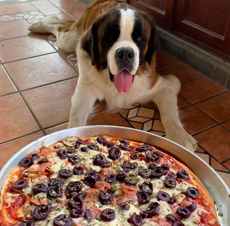 15 Reasons Why You Should Never Own St Bernard 8