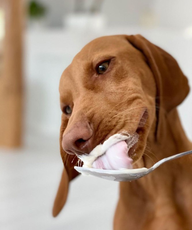15 Reasons Why You Should Never Own Vizsla 8