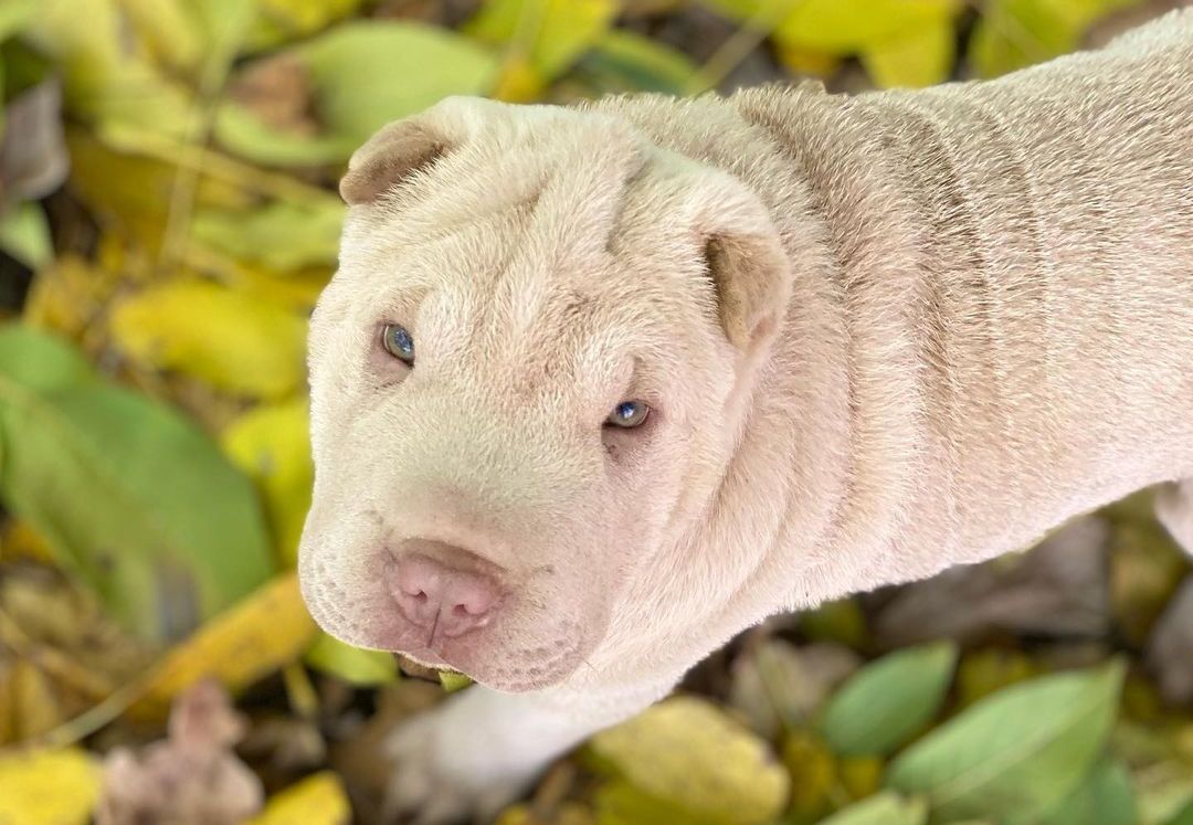 16 Interesting Facts About Shar-Peis